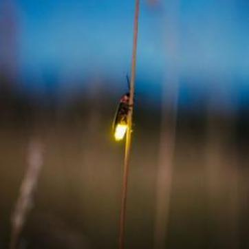 A firefly climbs a blade of grass with it's abdomen glowing